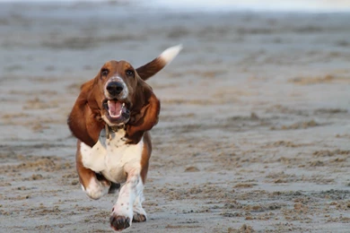 Basset Hound Puppy HD Wallpapers
