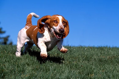 HD Basset Hound Running Wallpapers   New Post Has Been Published On ...