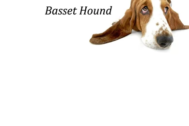 Index Of /user content/uploads/wall/o/39