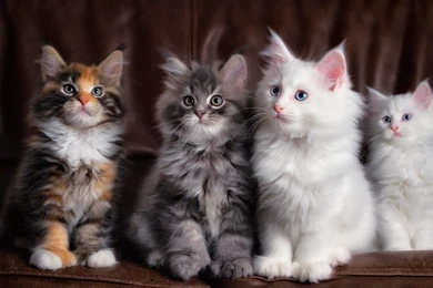 Cute Cats Wallpapers Download For Desktop, PC & Mobile
