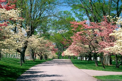 Beautiful Spring Wallpapers Crazy Frankenstein