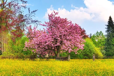 Beautiful Spring Wallpapers