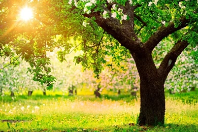 Beautiful Spring Scenery Wallpapers Hd