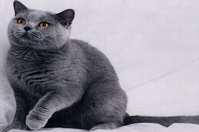 50 Free HD Cat Wallpapers