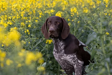 German Shorthaired Pointer Wallpapers