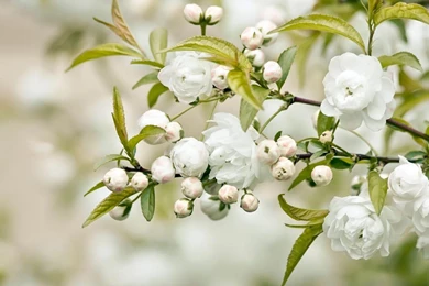 Desktop Wallpapers Hd 3d Full Screen Flowers DesktopImage 2 Of 5 ...