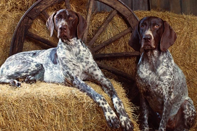 Dogs Kurzhaar Vorstehhund German Shorthaired Pointer Wallpapers ...
