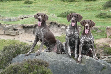 Three German Shorthaired Pointer Dogs Photo And Wallpapers ...
