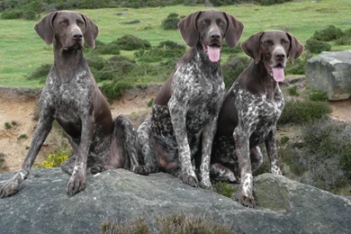 German Shorthaired Pointer Wallpapers