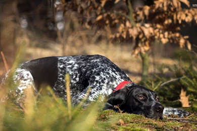 German Shorthaired Pointer Wallpapers For Desktop