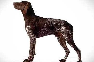 German Shorthaired Pointer Dog And Puppy Picture
