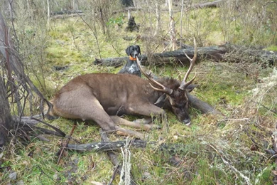 German Shorthaired Pointer HD Images