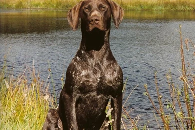 German Shorthaired Pointer   Wallpaper.