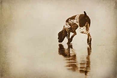 German Shorthaired Pointer Hunting Wallpapers   Wallpaper.