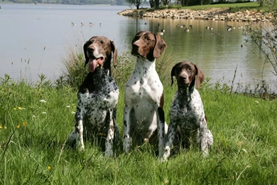 German Shorthaired Pointer Wallpapers HD Download