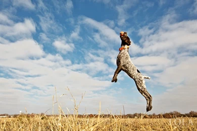 German Shorthaired Pointer Pet Dog 16 High Resolution Wallpapers ...
