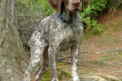 German Shorthaired Pointer Photos And Wallpapers. The Beautiful ...