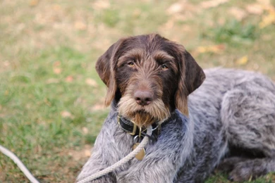 German Wirehaired Pointer Wallpapers HD Download