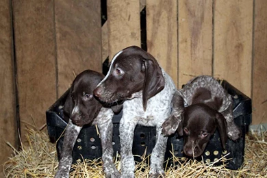 Dog breeds   G   German Shorthaired Pointer   Page 8