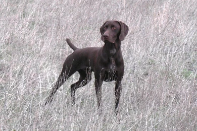 Dog breeds   G   German Shorthaired Pointer   Page 15
