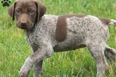 German Shorthaired Pointer Colors 16 Wide Wallpapers ...