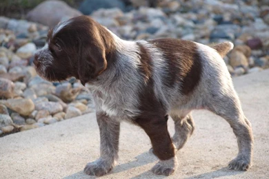 German Wirehaired Pointer Photos And Wallpapers. The Beautiful ...