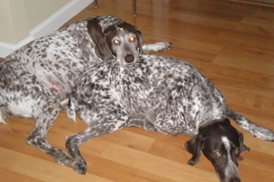 Resting German Shorthaired Pointer Dogs Photo And Wallpapers ...