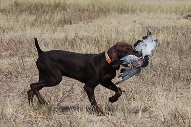 German Shorthaired Pointer Life Expectancy 9 Backgrounds ...