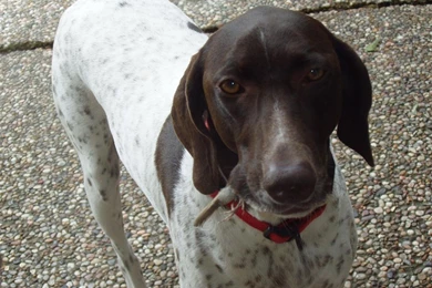 Dog breeds   G   German Shorthaired Pointer   Page 8