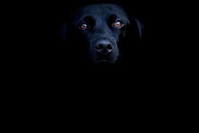 Black Dogs Wallpapers   733847