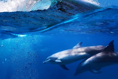 Dolphin Wit The Wave Desktop Backgrounds HD 2560x1600