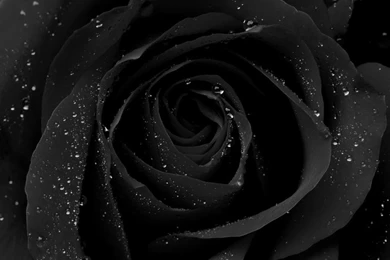 The Black Rose HD Wallpapers