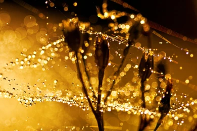 Wet Spider Web Retina MacBook Pro Wallpapers