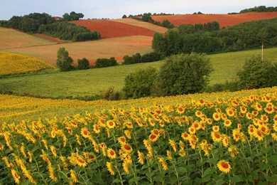 Field Sunflowers Nature Landscape High Quality Hd Wallpapers ...