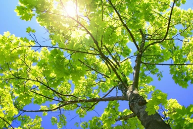 Download Sunny Tree Branches Wallpapers Plants Nature Wallpapers ...