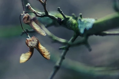 Tree Branch Bokeh iPad Wallpapers Download