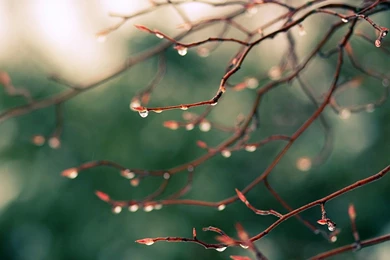 Download 1280x960 Water Drops On Tree Branch Wallpapers