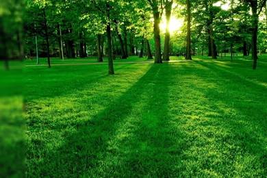 Green Nature For Android Wallpapers For Desktop Backgrounds   Ndemok.com