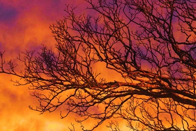 Sunset Tree Branch Orange Red Sky  HD Wallpapers
