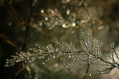 Water Droplets On A Tree Branch Wallpapers And Images   Wallpapers ...