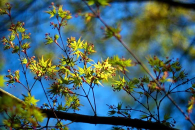 Tree Branch Wallpapers Photography Wallpapers