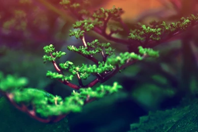 Macro Bonsai Tree Branch Widescreen Wallpapers