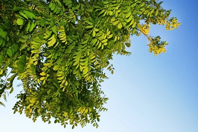 Wallpapers Sunset Trees Perfect Green Tree Branch Galaxy 1280x800 ...