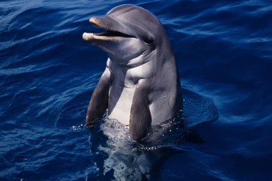 Bottlenose Dolphin / HD iPad Wallpapers