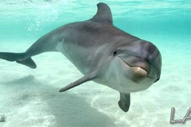 Top HD Bottlenose Dolphin Wallpapers