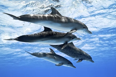 Bottlenose Dolphin HD Wallpapers   Download Free Dolphin ...