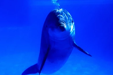 Bright Idea Bottlenose Dolphin Wallpapers
