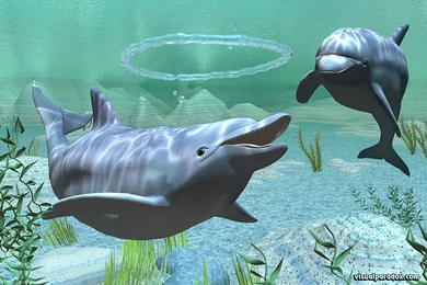 Free Dolphins Wallpapers   Wallpapers Cave