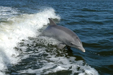 File:Tursiops Truncatus 01.jpg   Wikipedia, The Free Encyclopedia