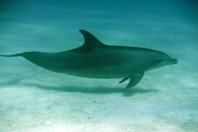 Bottlenose Dolphin Description. Bottlenose Dolphin. 1819x1158px ...
